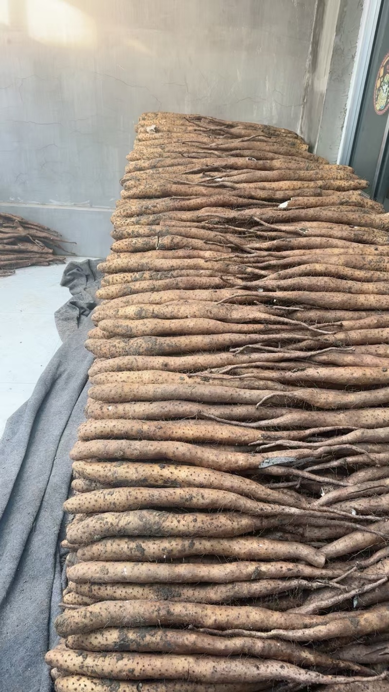 牛腿白玉山药对接商超加工厂各大批发市场电商大量现货供应