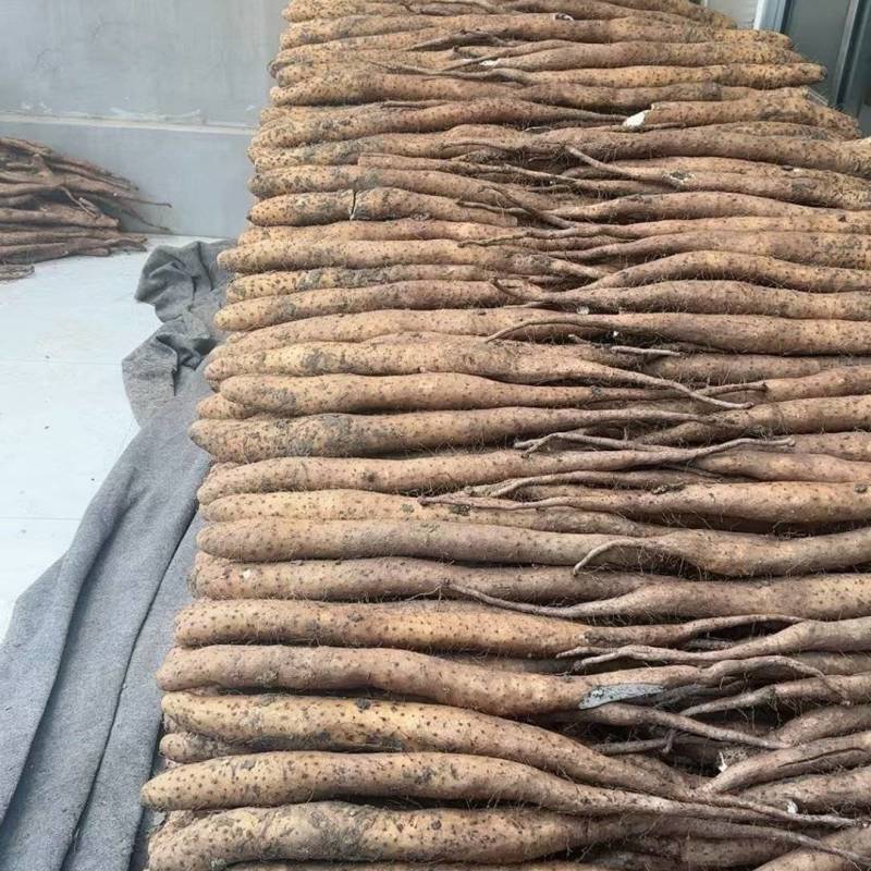 牛腿白玉山药对接商超加工厂各大批发市场电商大量现货供应