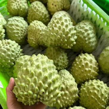 云南释迦果源头
