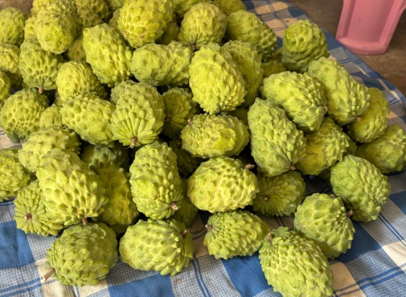 云南释迦果源头