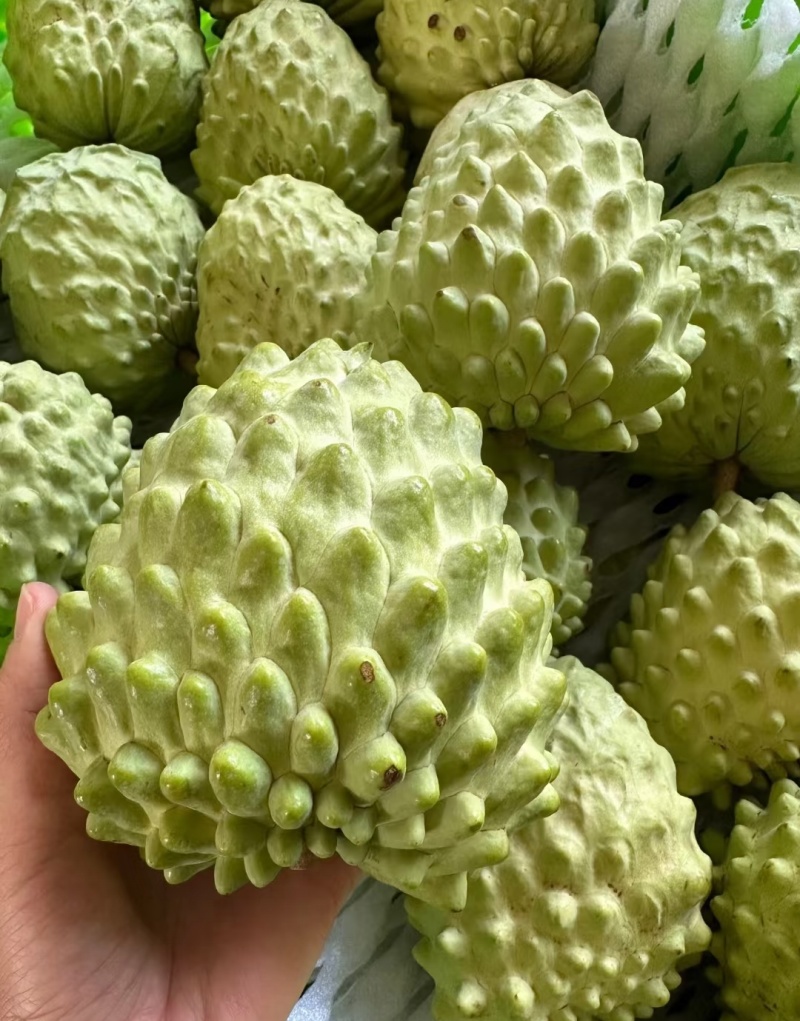 云南释迦果源头