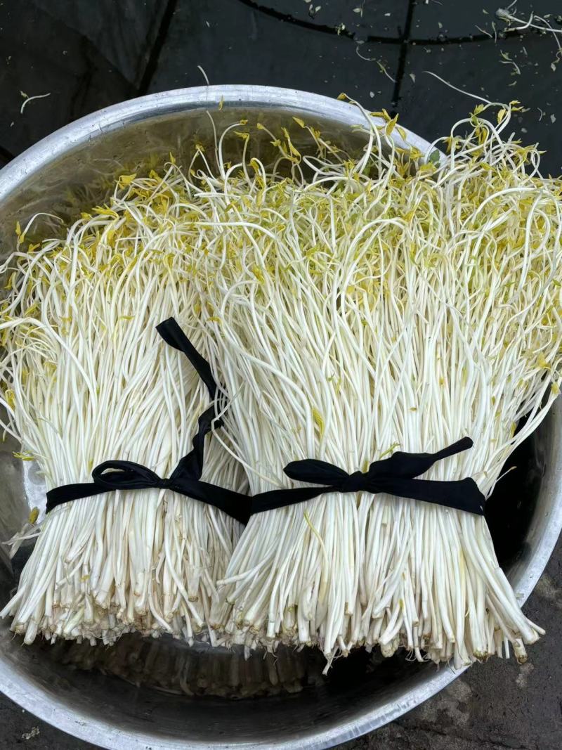 潥阳白芹