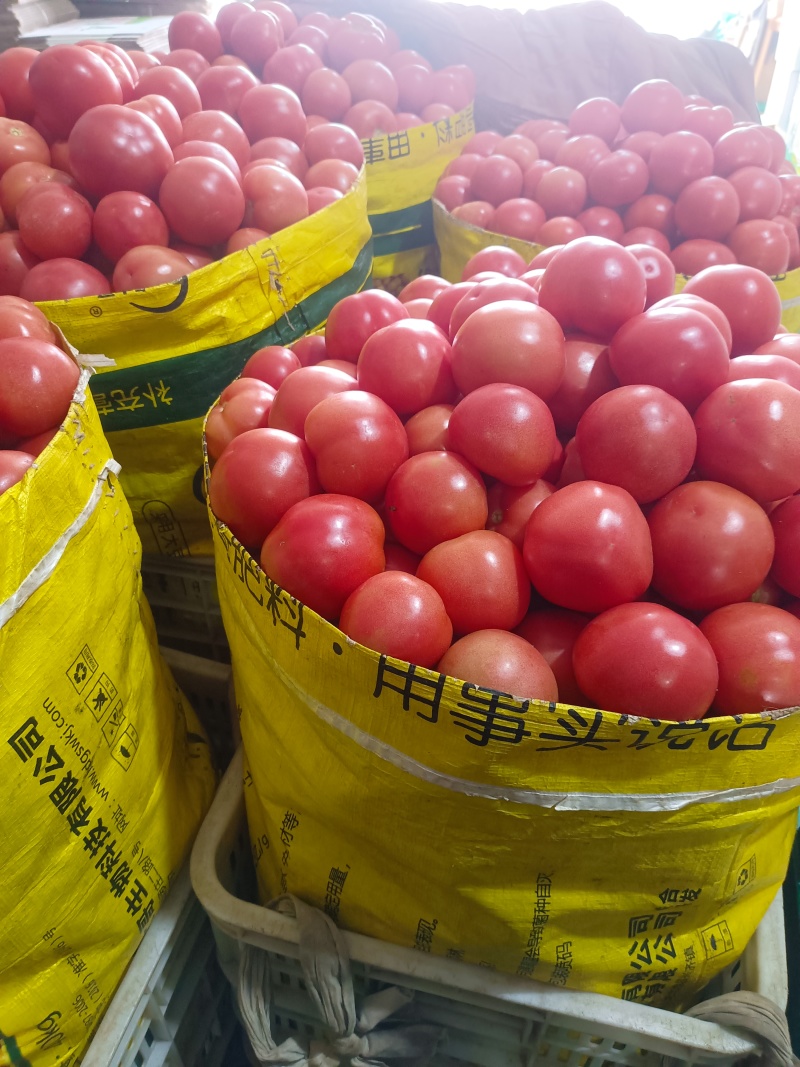 《山东硬粉西红柿》货品上市，弧二弧三，货源充足