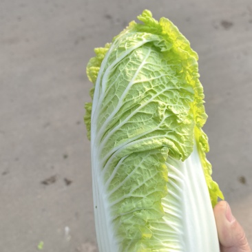 娃娃菜