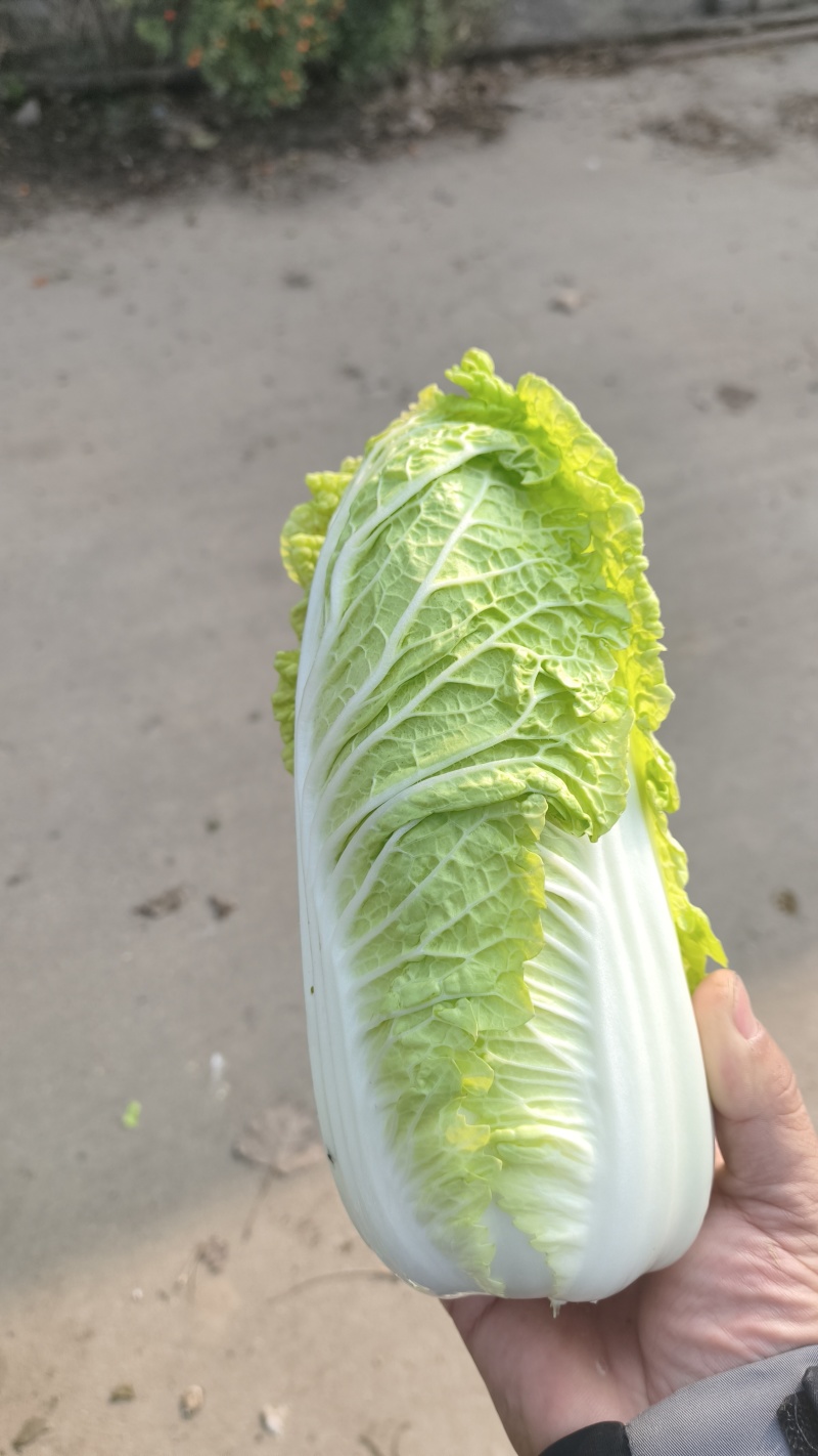 娃娃菜
