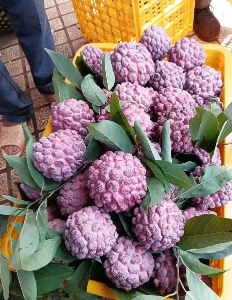 云南玫瑰释迦果