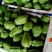 大量佛手瓜，价格便宜。