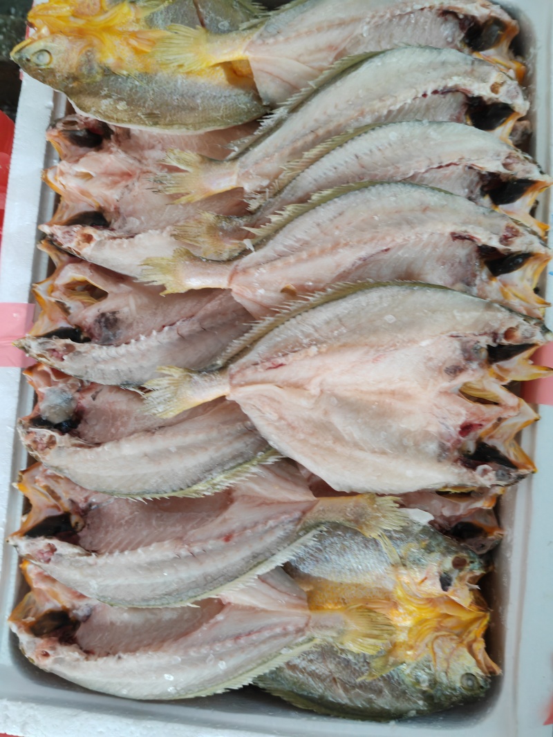 新鲜黄鱼杀制黄鱼鲞去磷去肠味道鲜美
