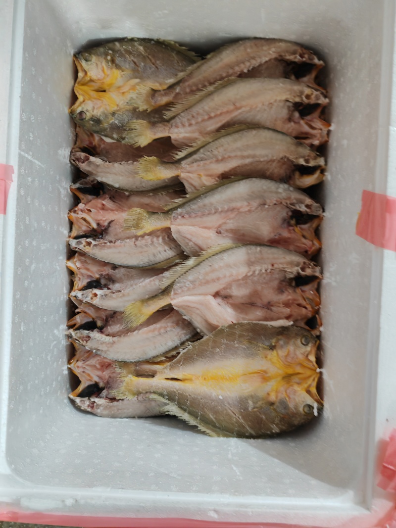 新鲜黄鱼杀制黄鱼鲞去磷去肠味道鲜美