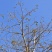 2601苗圃供应非洲猴面包树热带果树乔木