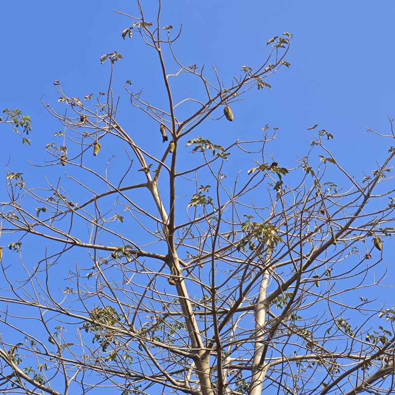 2601苗圃供应非洲猴面包树热带果树乔木