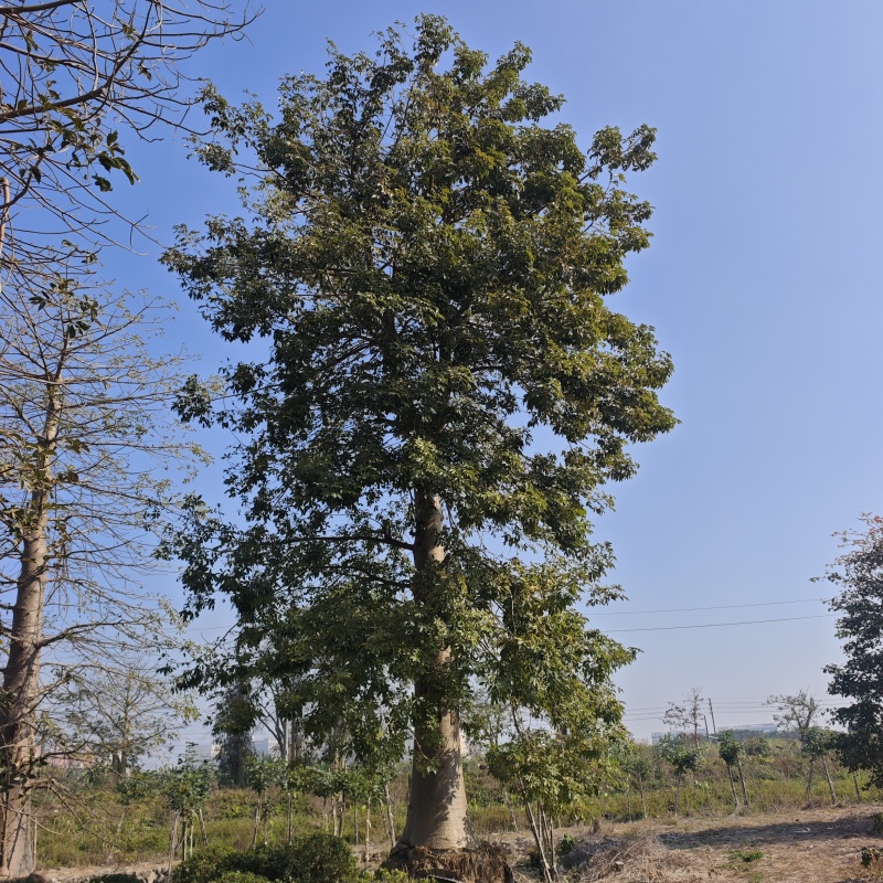 2601苗圃供应非洲猴面包树热带果树乔木