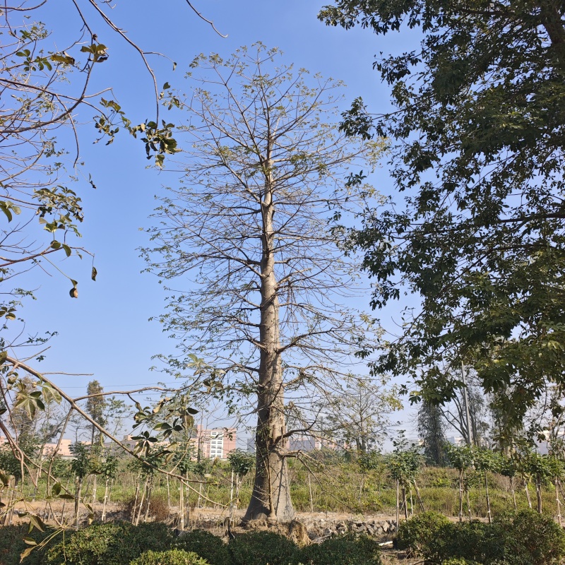 2601苗圃供应非洲猴面包树热带果树乔木