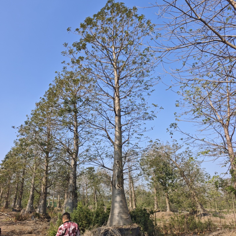 2601苗圃供应非洲猴面包树热带果树乔木