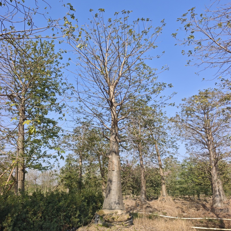 2601苗圃供应非洲猴面包树热带果树乔木
