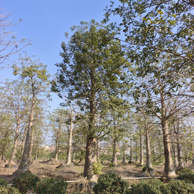 2601苗圃供应非洲猴面包树热带果树乔木