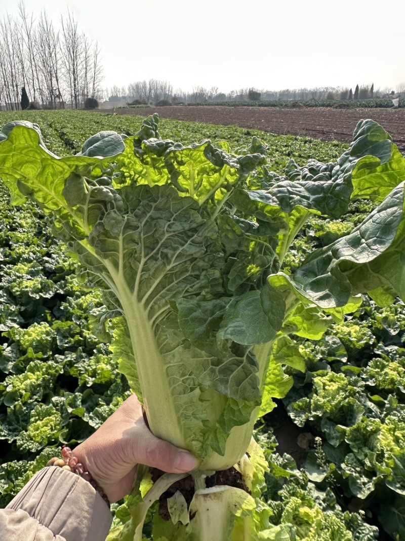 高山精品毛白菜