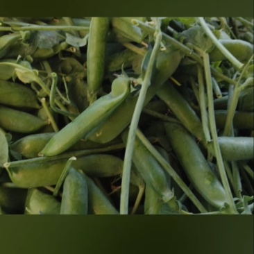 【热卖】云南精品长寿仁豌豆水果豌豆青豌豆支持视频看货