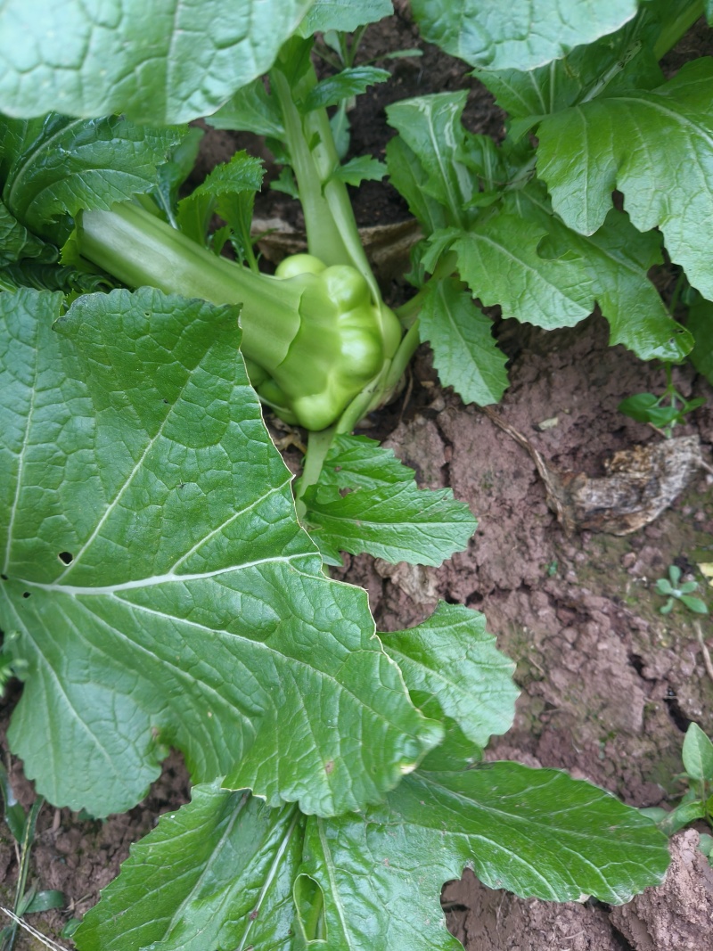 四川榨菜，量大从优，大量供应。
