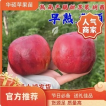 果园直发苹果树苗早熟华硕嘎啦富农二号矮化乔化包成活率
