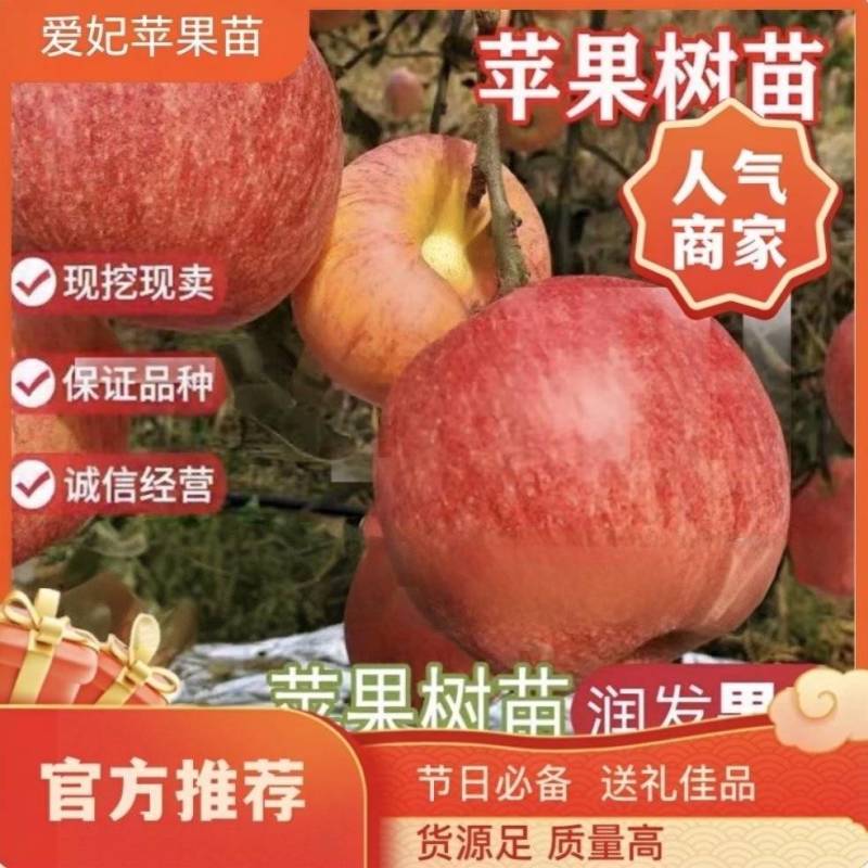 果园直发苹果树苗新西兰爱妃望香红蜜脆苹果包品种成活率