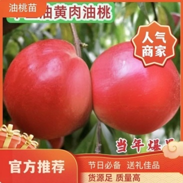 果园直发早熟油桃树苗早巨油早48中油品种纯包成活率
