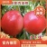 果园直发早熟油桃树苗早巨油早48中油品种纯包成活率