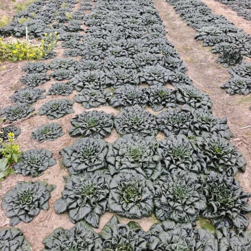霜降后的菊花黑塌菜