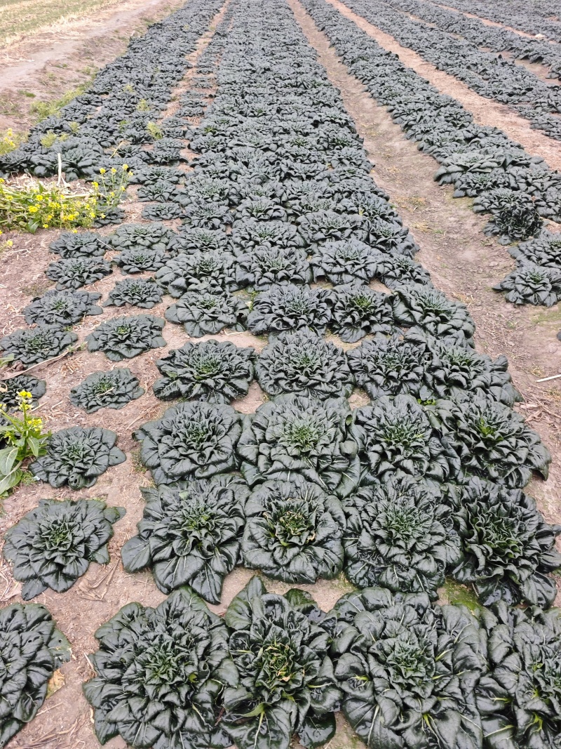 霜降后的菊花黑塌菜