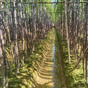 正宗广西水果甘蔗大量出售，可对接各大批发市场，诚信经营