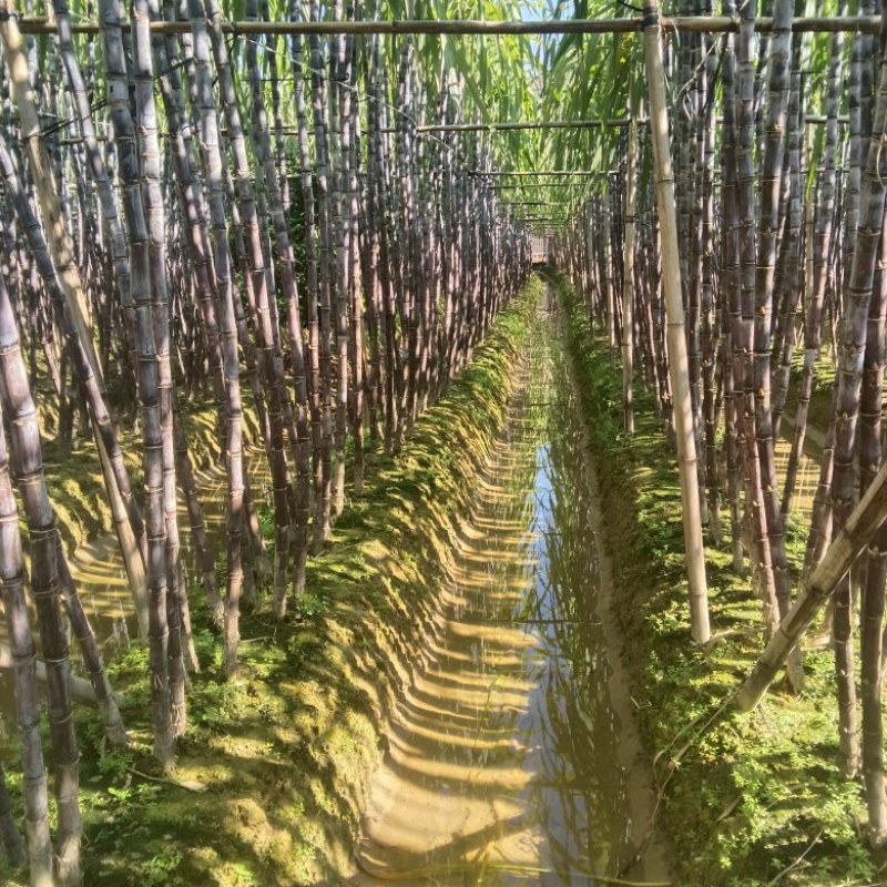 正宗广西水果甘蔗大量出售，可对接各大批发市场，诚信经营