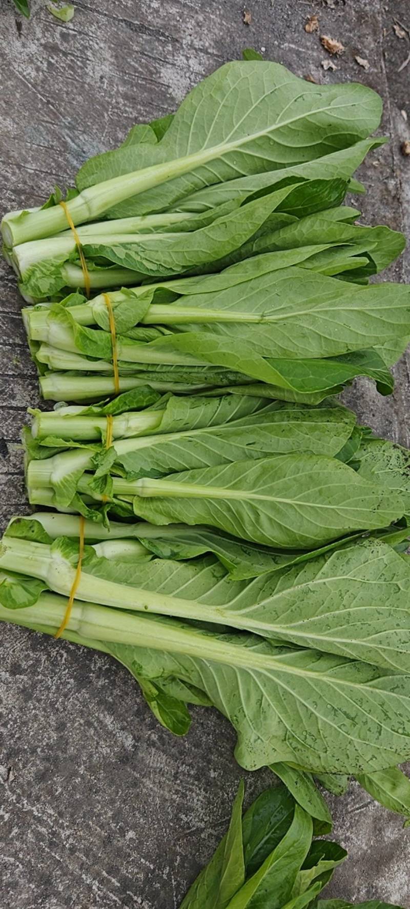 白菜苔