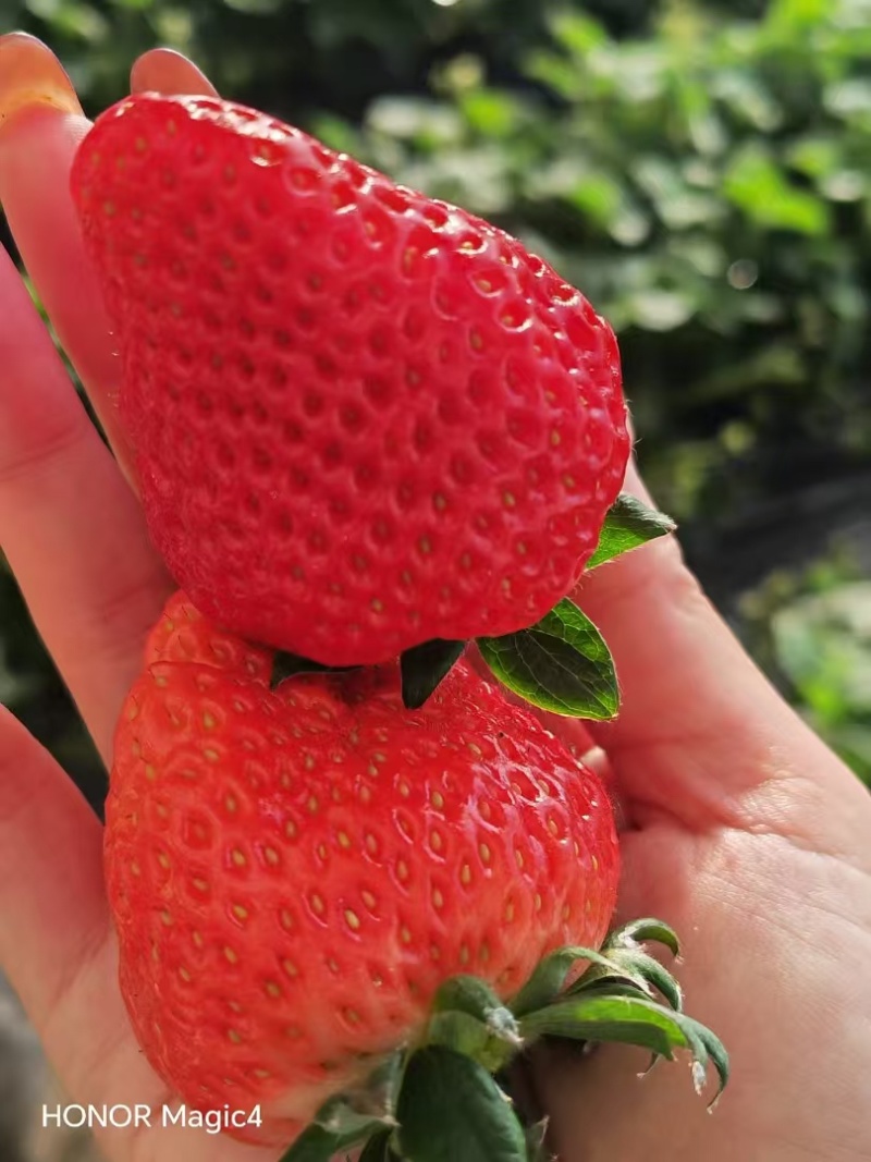 香野！章姬草莓大量有货对接全国市场商超