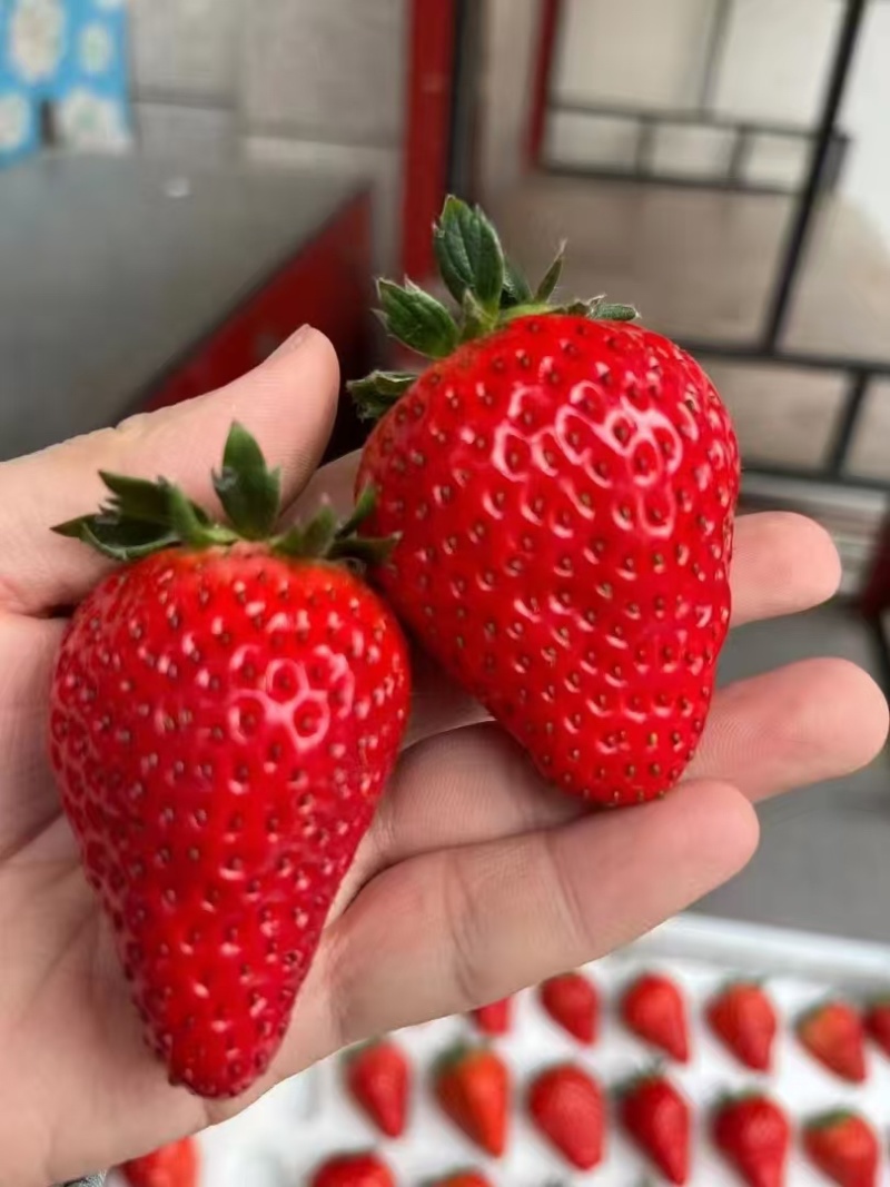 香野！章姬草莓大量有货对接全国市场商超