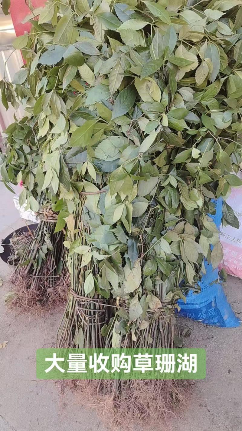 草珊瑚产地直供量大价优品质保证全国发货