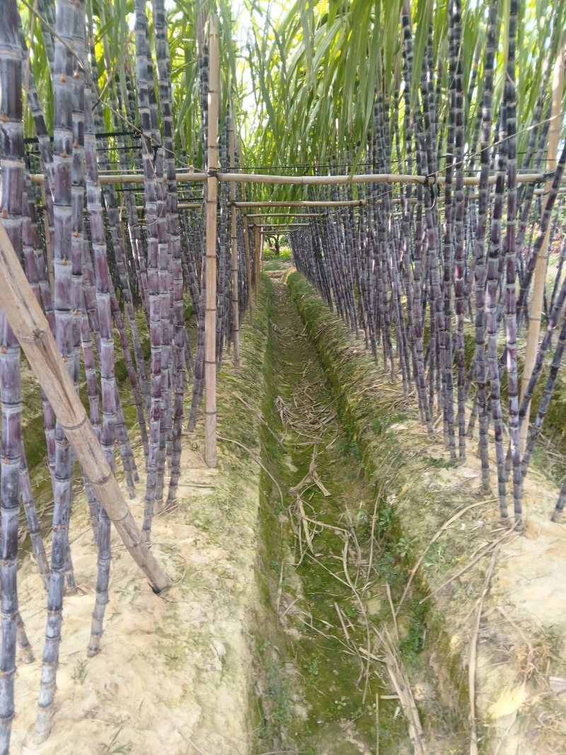 正宗广西水果甘蔗大量出售，可对接各大批发市场，诚信经营