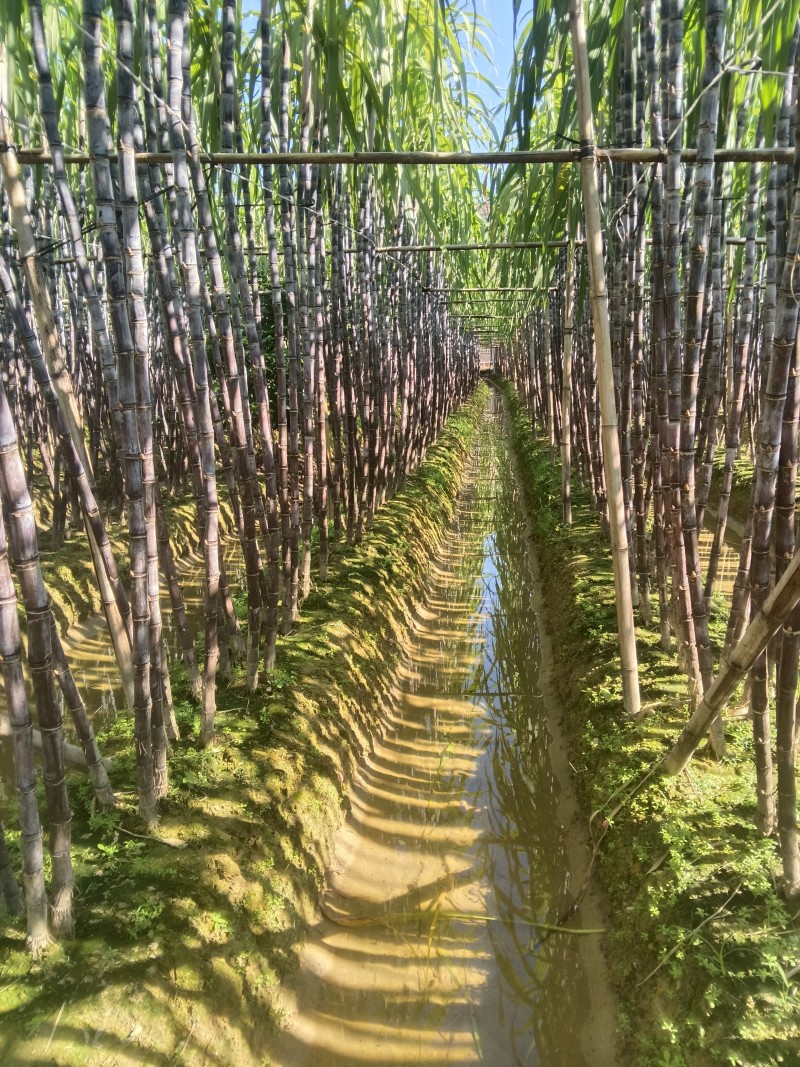 正宗广西水果甘蔗大量出售，可对接各大批发市场，诚信经营