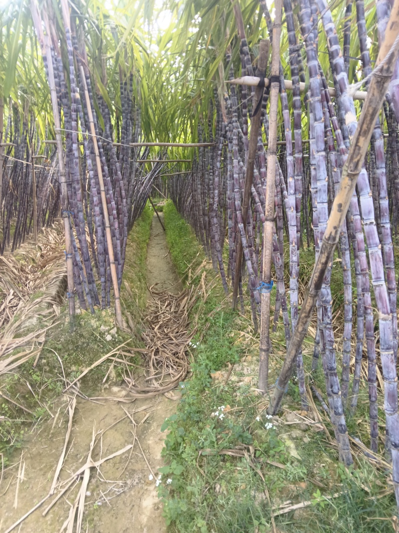 正宗广西水果甘蔗大量出售，可对接各大批发市场，诚信经营