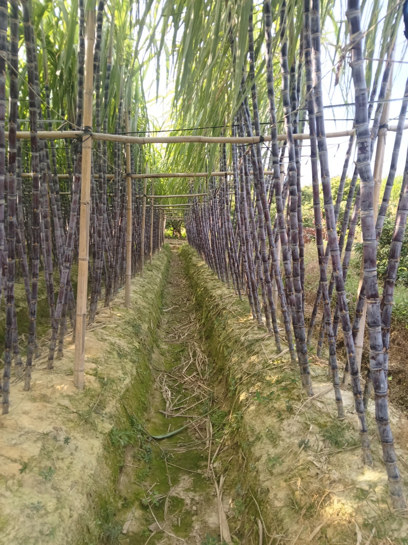 正宗广西水果甘蔗大量出售，可对接各大批发市场，诚信经营