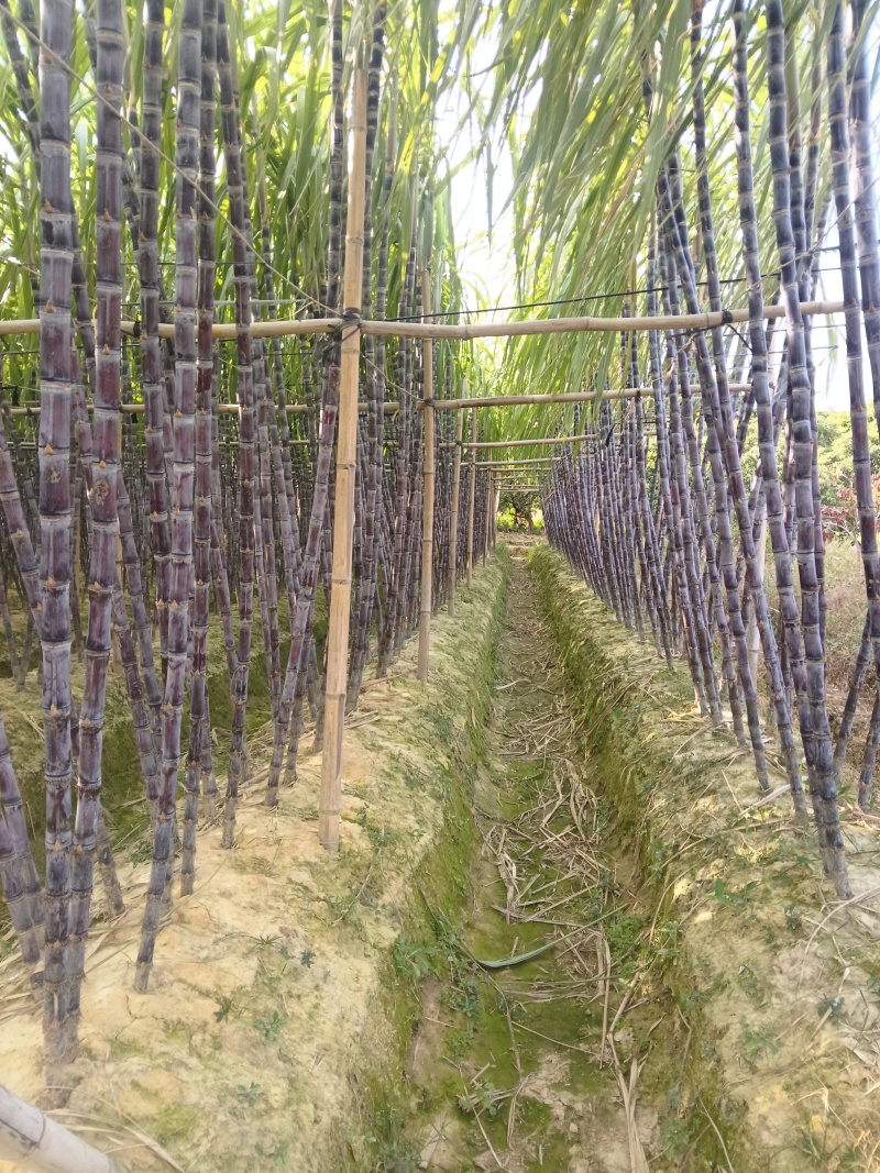 正宗广西水果甘蔗大量出售，可对接各大批发市场，诚信经营