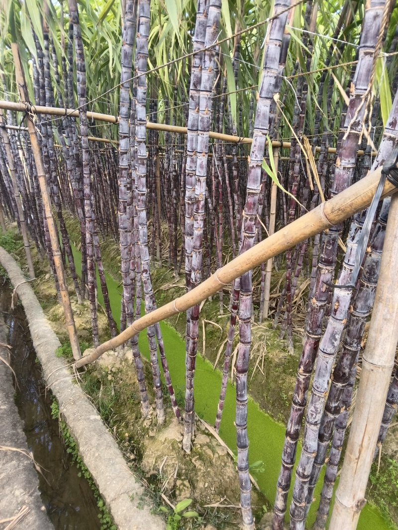 正宗广西水果甘蔗大量出售，可对接各大批发市场，诚信经营