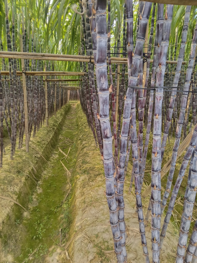 正宗广西水果甘蔗大量出售，可对接各大批发市场，诚信经营