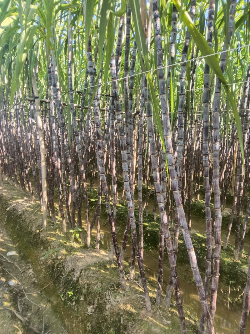 正宗广西水果甘蔗大量出售，可对接各大批发市场，诚信经营