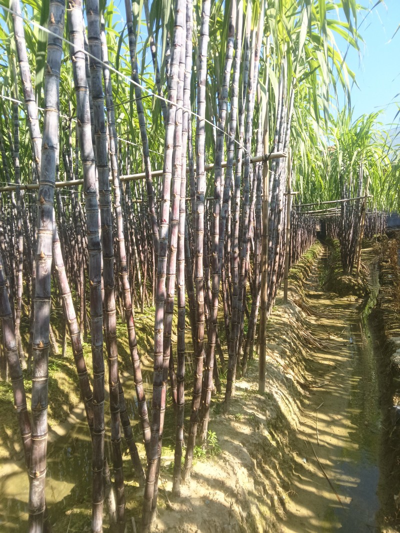 正宗广西水果甘蔗大量出售，可对接各大批发市场，诚信经营