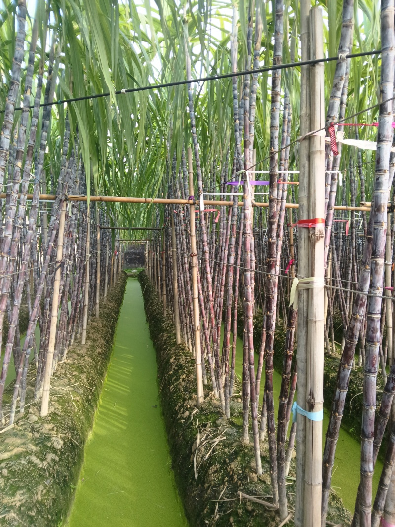 正宗广西水果甘蔗大量出售，可对接各大批发市场，诚信经营