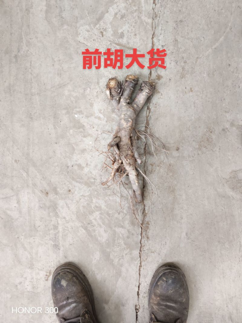白花前胡干货和鲜货通货