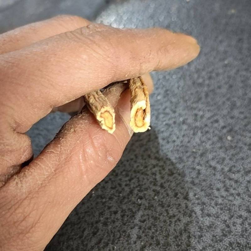 白花前胡干货和鲜货通货