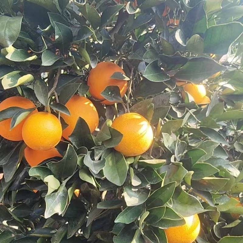 正宗湖南芷江冰糖橙
