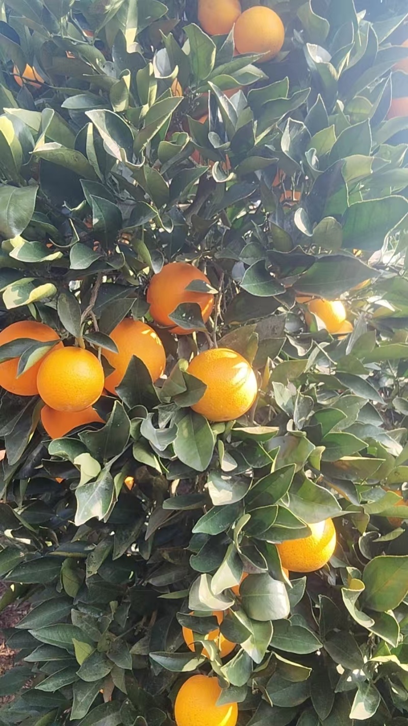 正宗湖南芷江冰糖橙