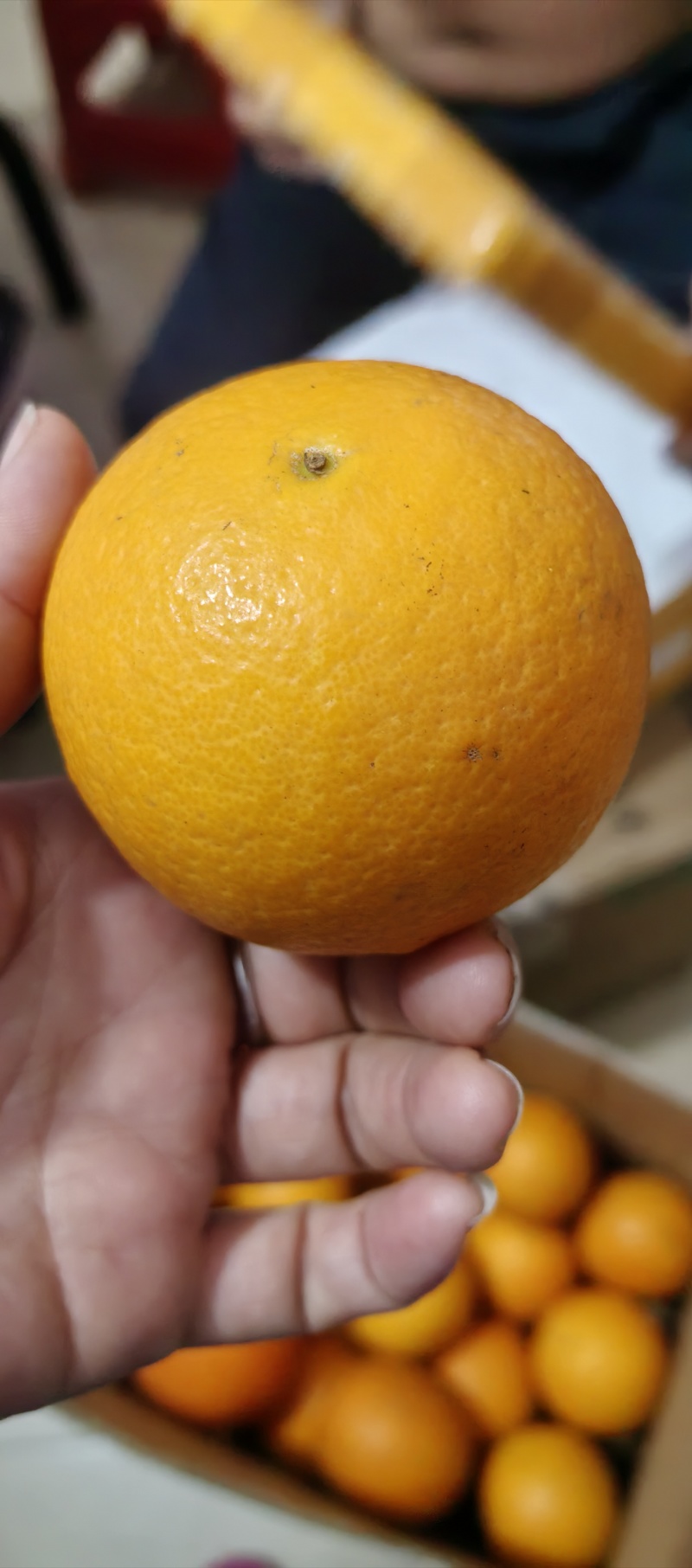 正宗湖南芷江冰糖橙